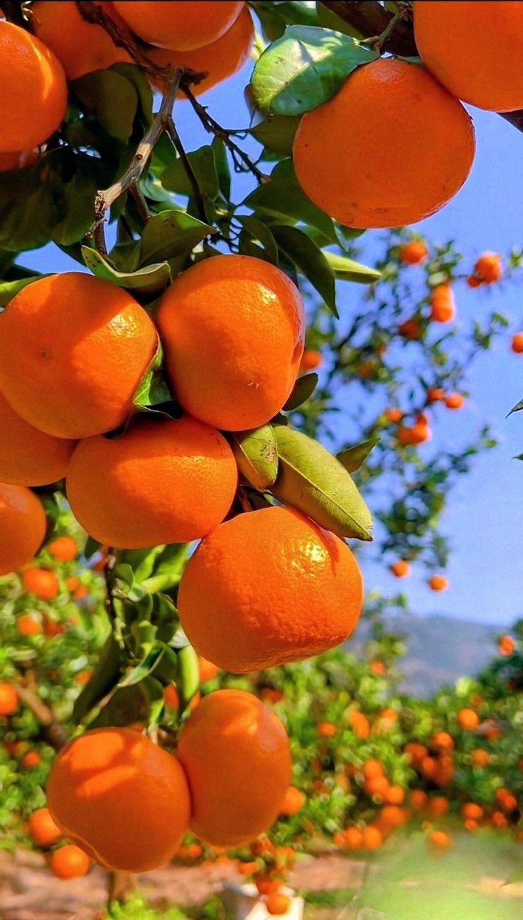Farm-Fresh Bounty: Orchard & Root Selection